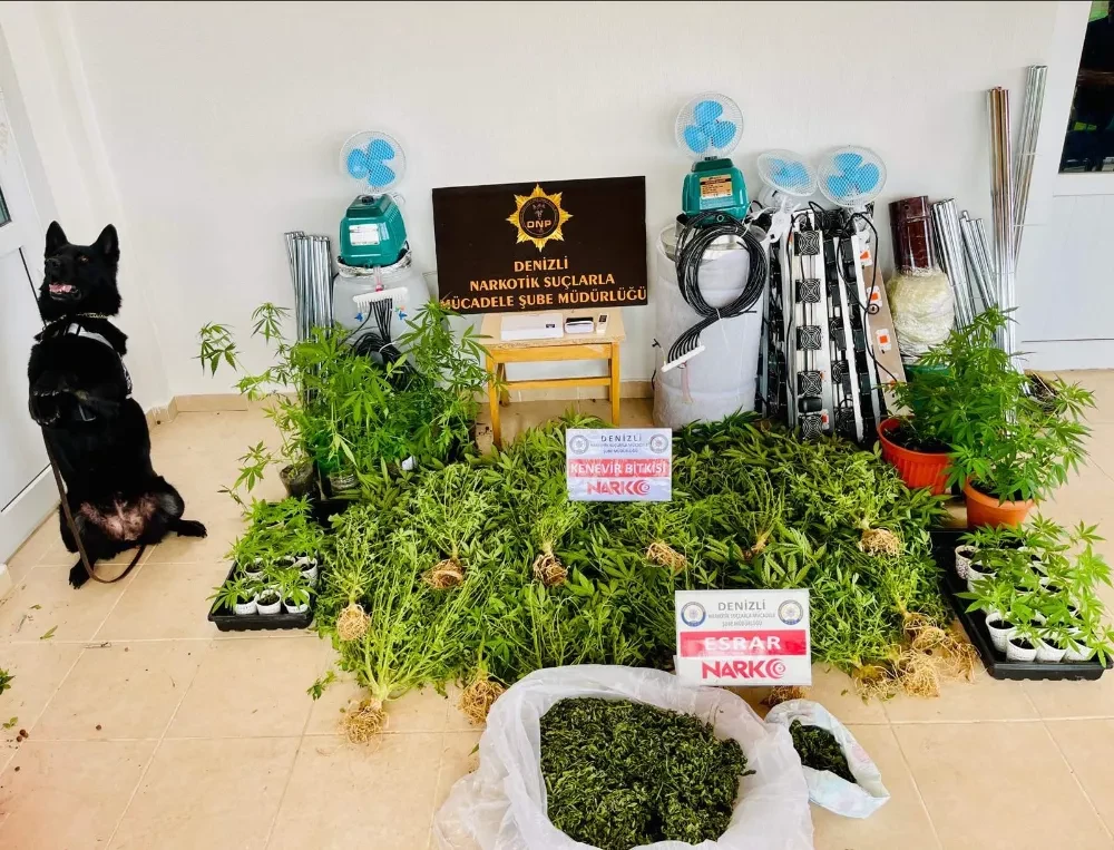 Evin içinde çadır kurarak kenevir yetiştirdi