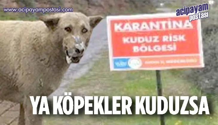 KÖPEKLER KUDUZMU