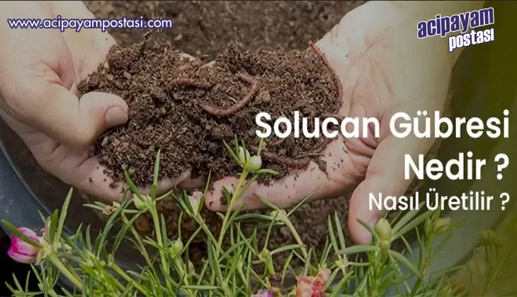 Solucan
                    Gübresi Nedir, Nasıl
                    Üretilir?