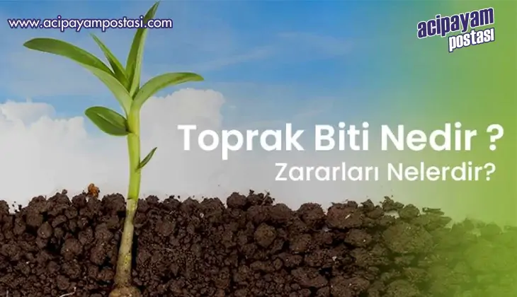 Toprak Biti
                    Nedir? Zararları
                    Nelerdir?