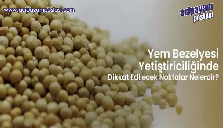 Yem Bezelyesi Yetiştiriciliğinde Dikkat
                    Edilecek Noktalar Nelerdir?